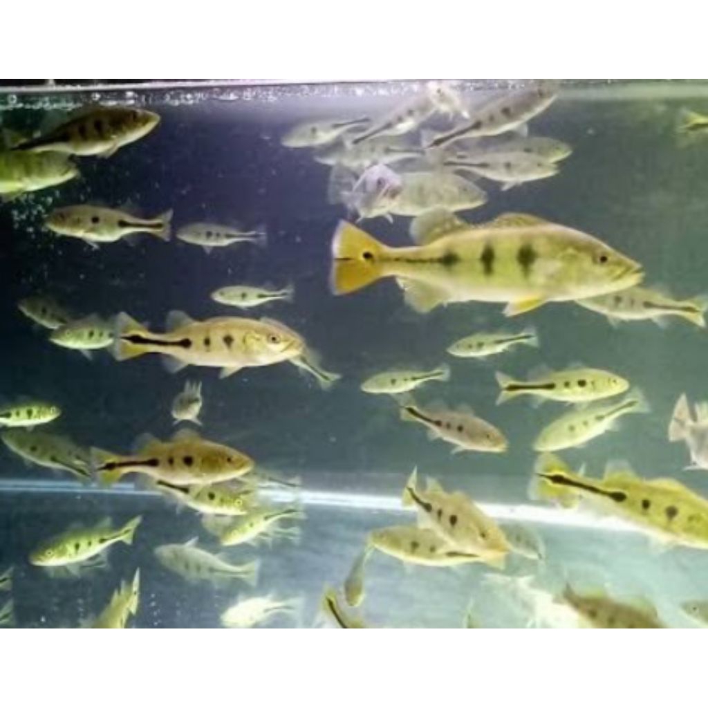 Hiasan akuariun pbass mono 6-7cm