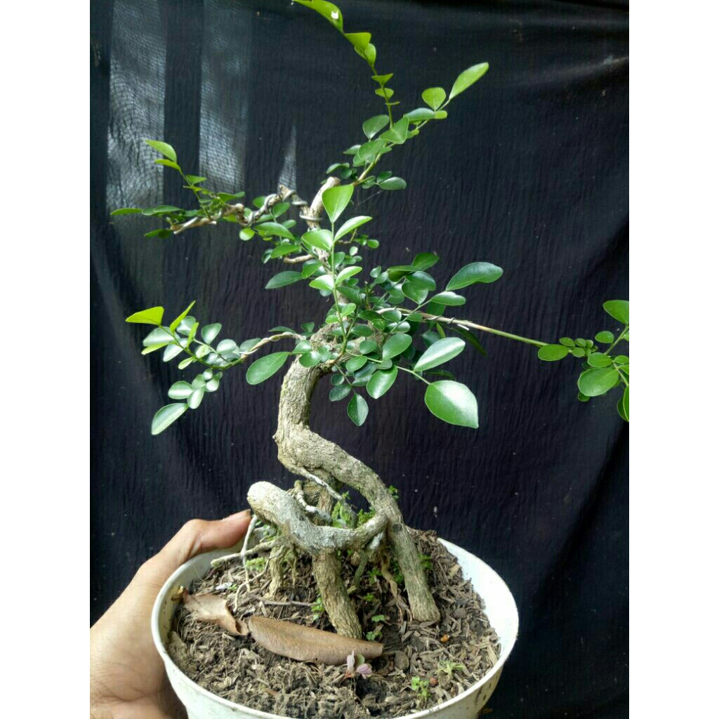 bonsai kemuning jepang mamean