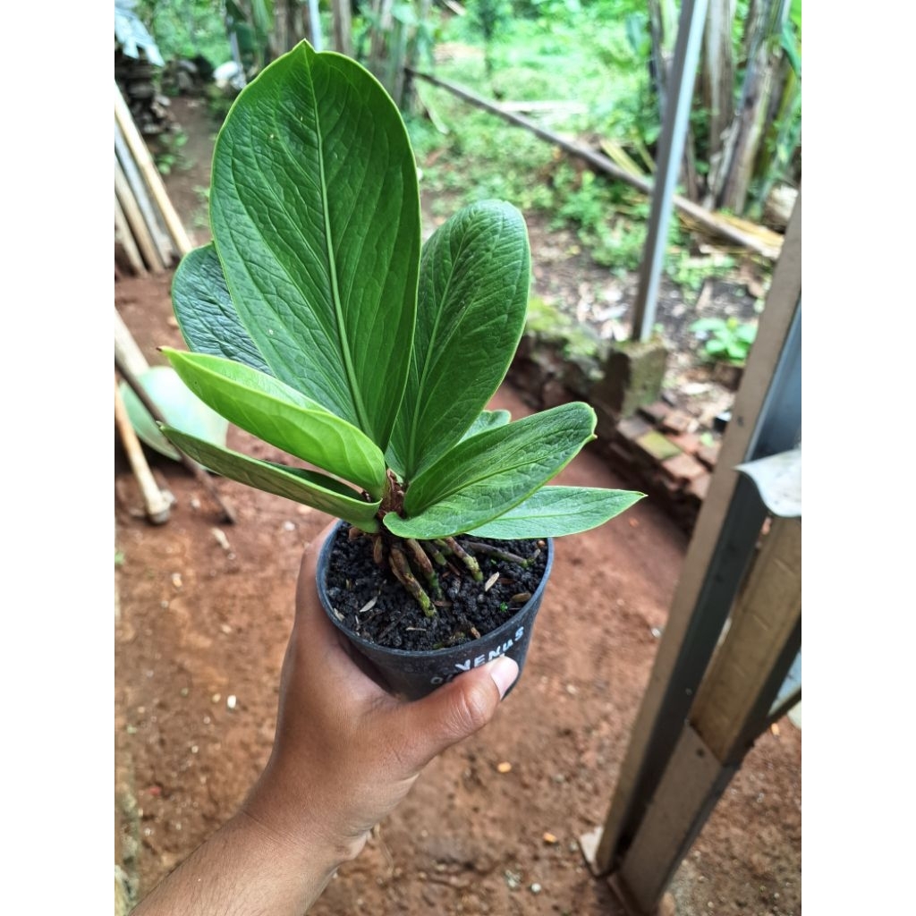 TANAMAN HIAS JEMANI COBRA VENUS TANAMAN DAUN TEBAL