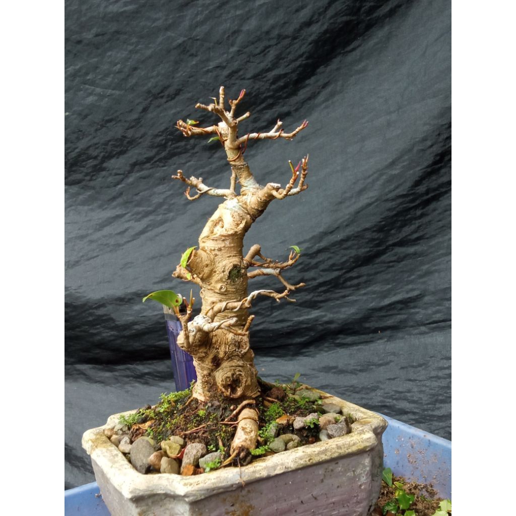 BONSAI FICUS BUNUT SMALL