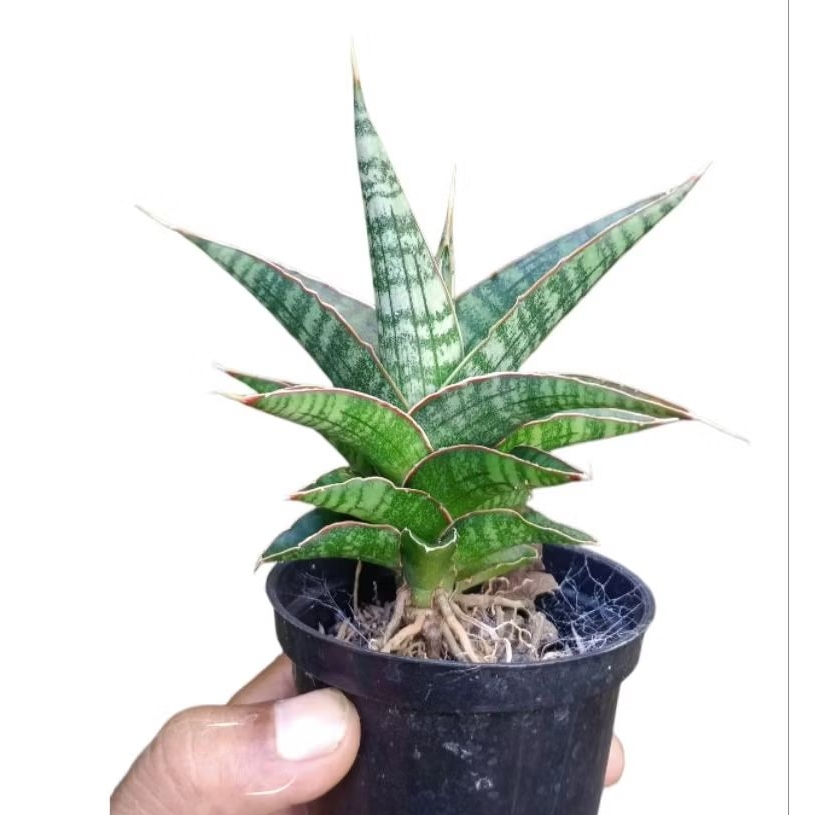SANSIVERA HYBRID (CORDOVA X DOWNSII) LIDAH MERTUA