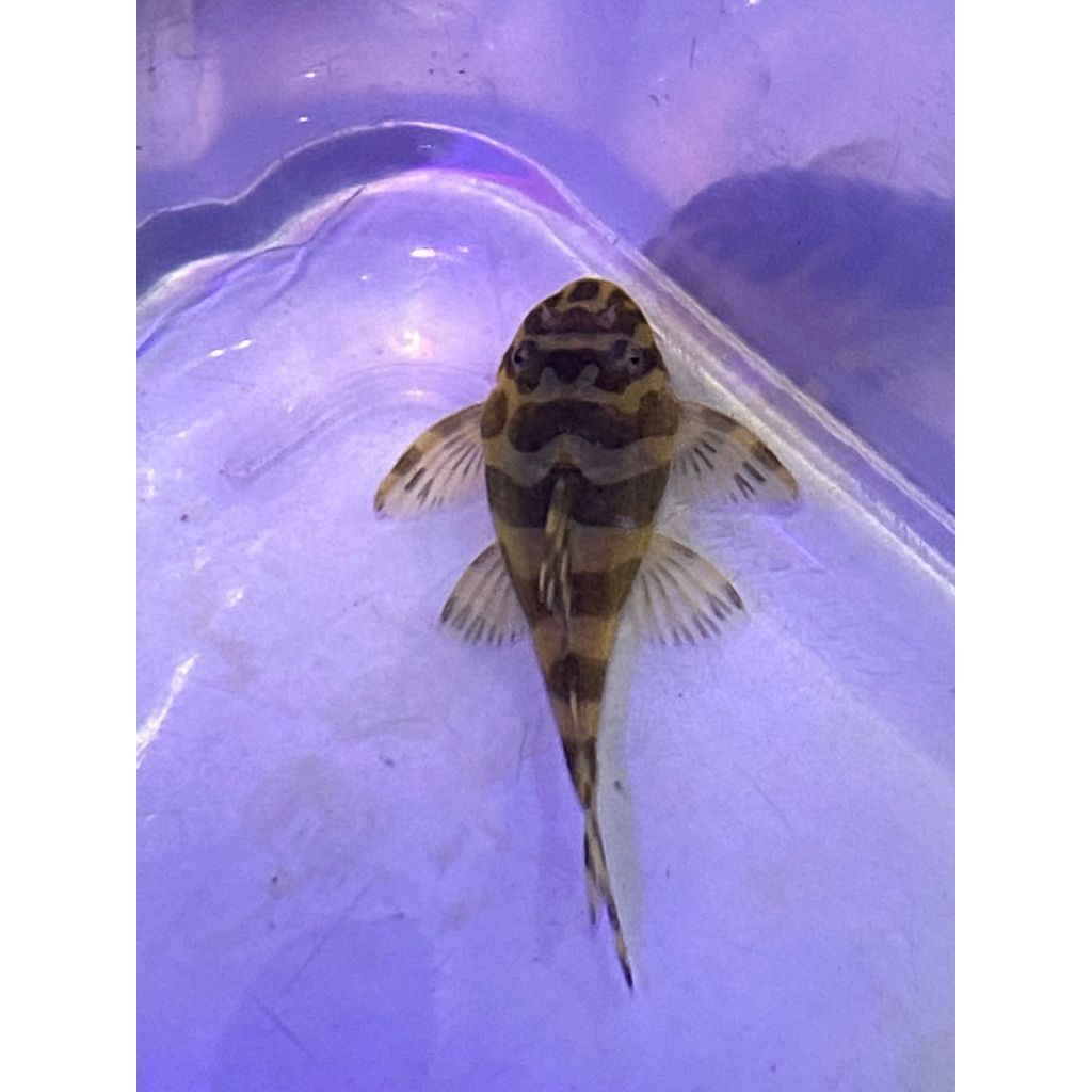 PLECO L134 LEOPARD FROG PLECO L134 LEOPARD FROG