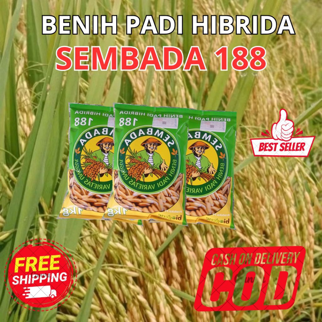 (1kg) Bibit padi hibrida sembada 188 potensi hasil panen 13ton/ha 100% original