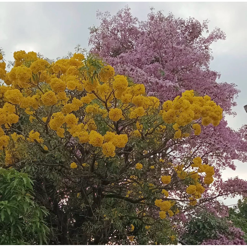 bibit tanaman tabebuya 1 meter