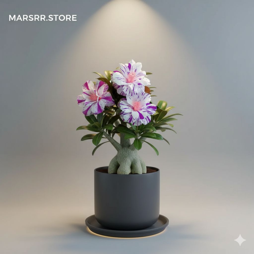 NEW ADENIUM KAMBOJA JEPANG BUNGA TUMPUK BLUE ILY NEW ADENIUM KAMBOJA JEPANG BUNGA TUMPUK BLUE ILY NE