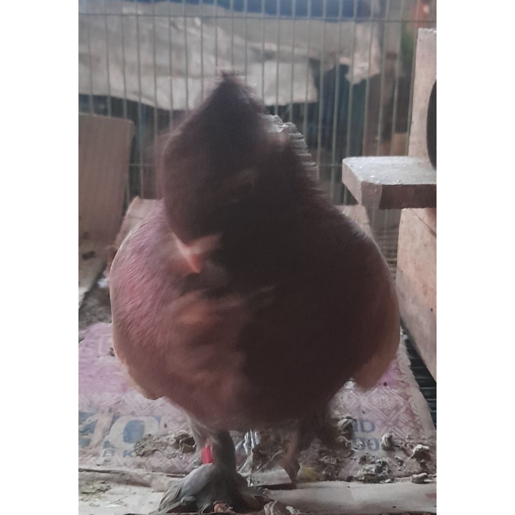 BURUNG MERPATI HIAS BLONDINET JANTAN "sesuai foto/video" satuan