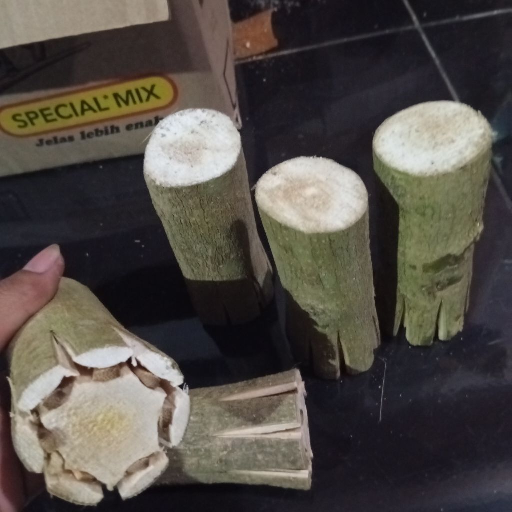 bahan bonsai Sancang pecah batang jumbo hidup