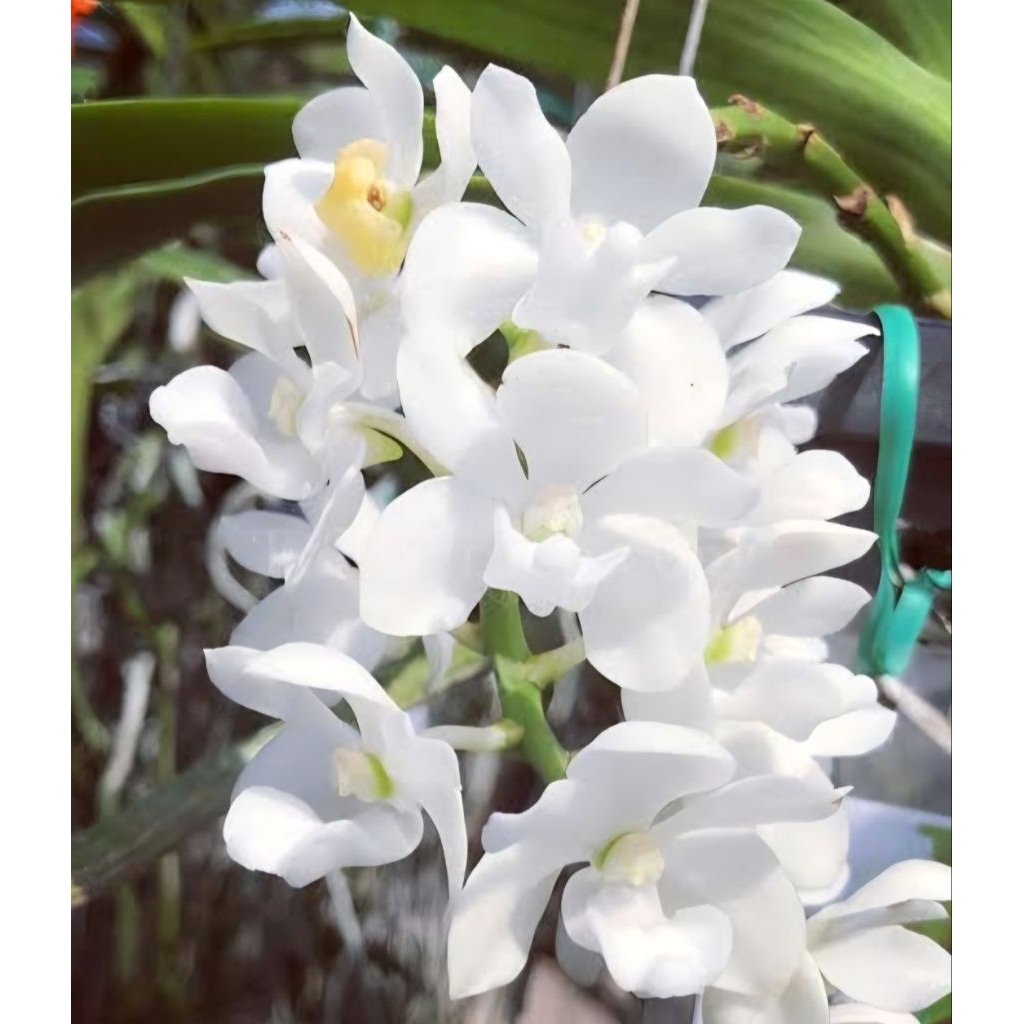 Anggrek vanda Rhynchostylis Gigantea Var Alba