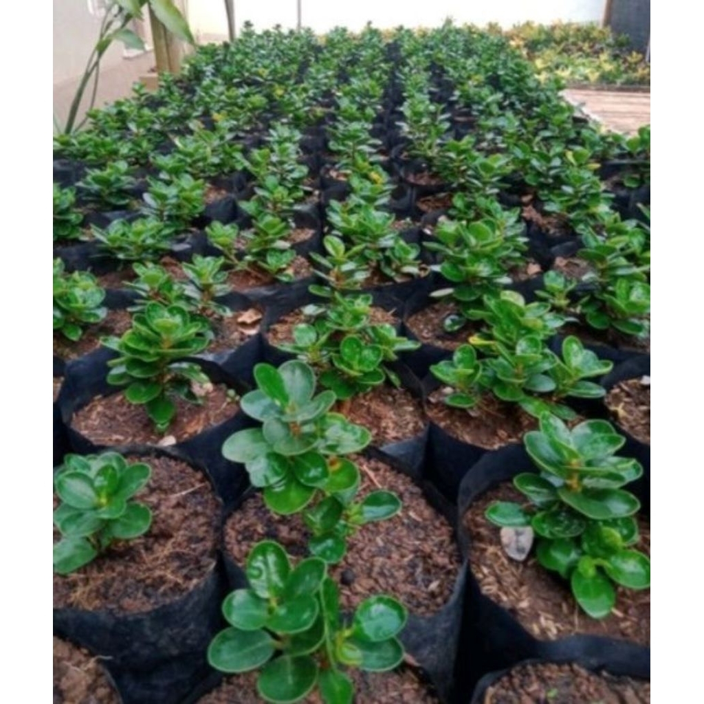 Bibit ficus dolar mikro mangkok ori