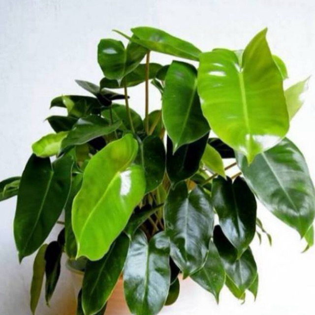 Tanaman Hias philodendron burlemarx - philo brekele - tanaman brekele - bunga