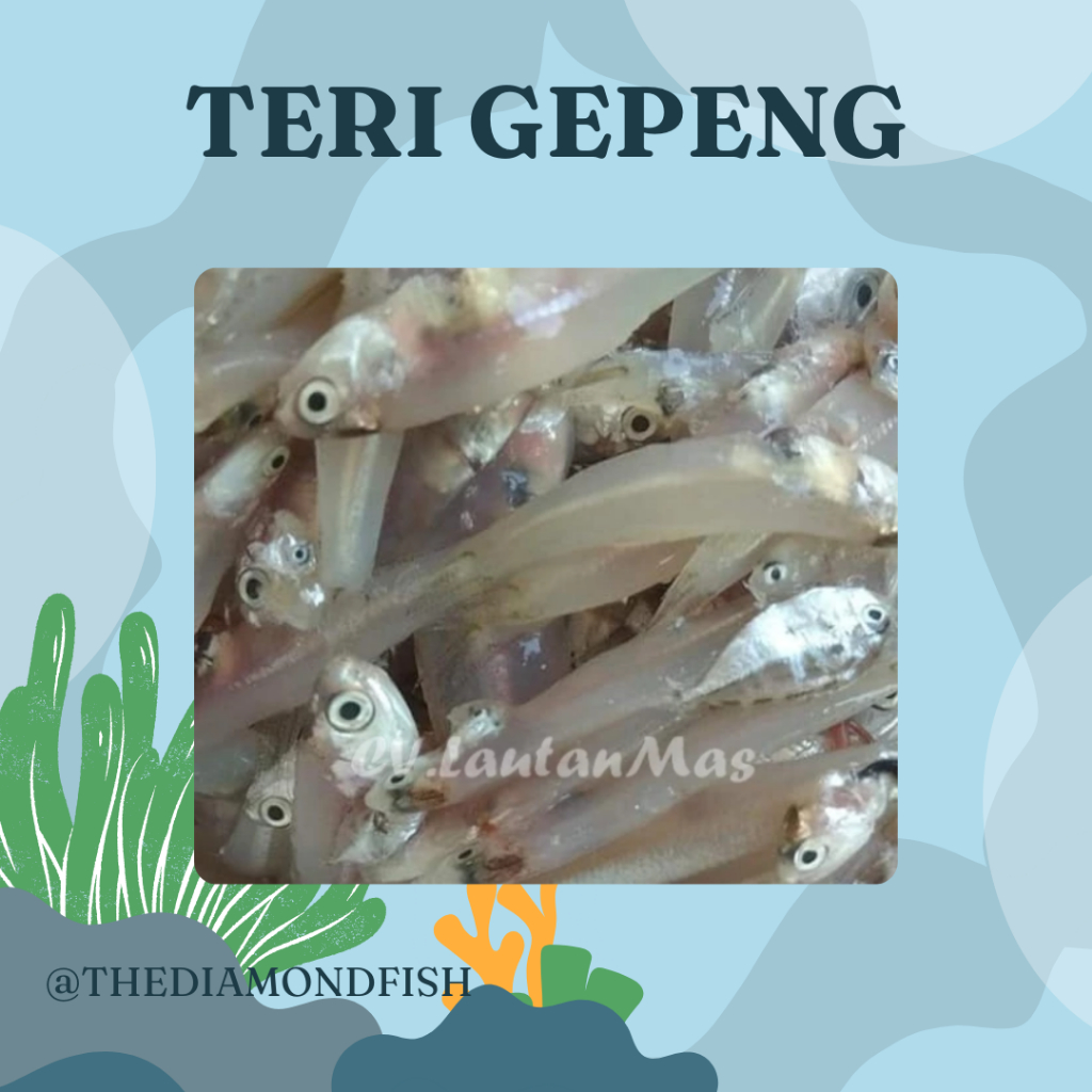 Ikan Teri Segar Ikan Teri Basah Ikan Teri Gepeng 1Kg