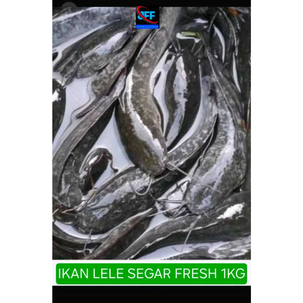 Ikan Lele Hidup Segar 1kg/5-8 ekor] Tanpa Bahan Pengawet