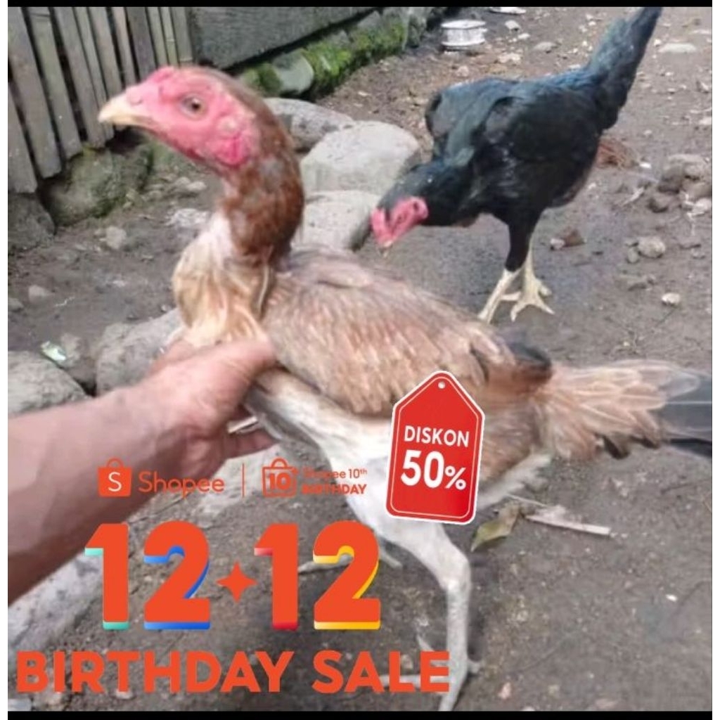 telur ayam mangon f1 ori