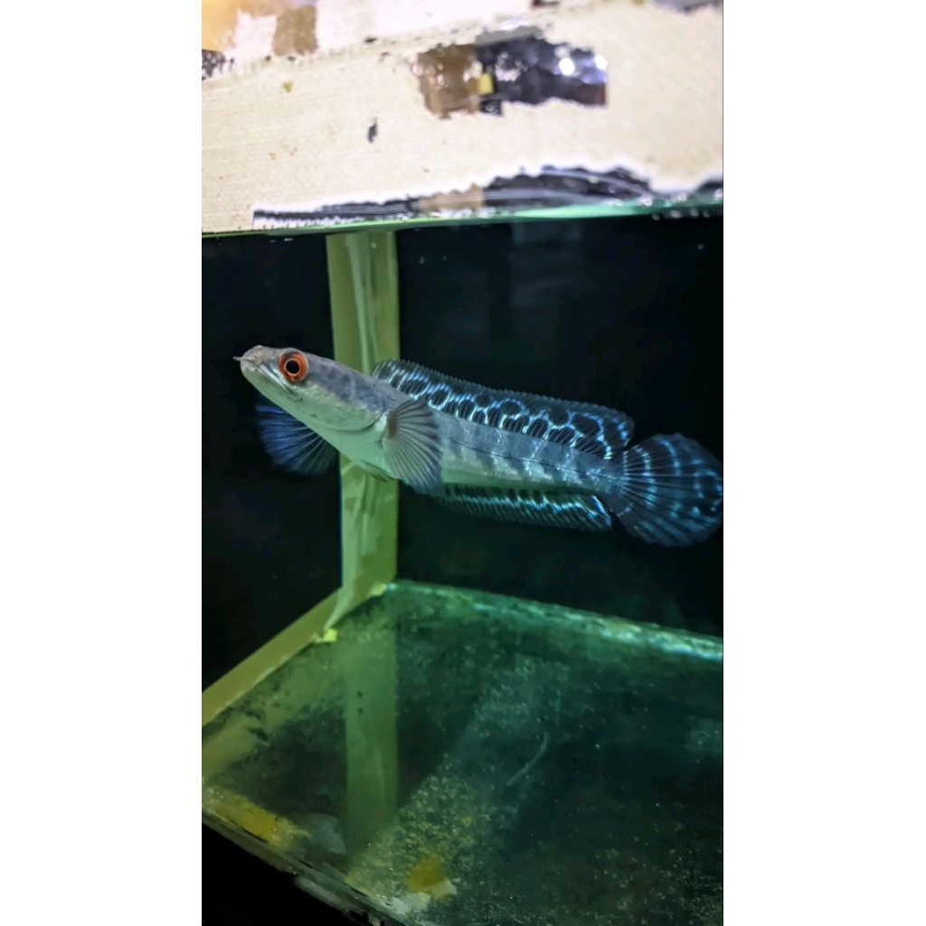 CHANA MARU OREN RIAU BORNEO 8-9CM  ASLI HUTAN PEDALAMAN RIAU