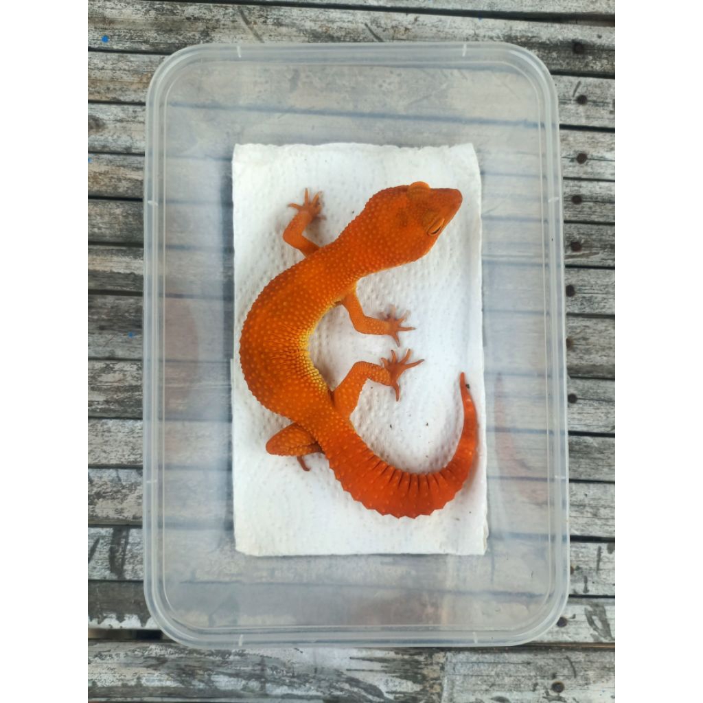 MAINAN GECKO SHTCTB MERAH PEDAS