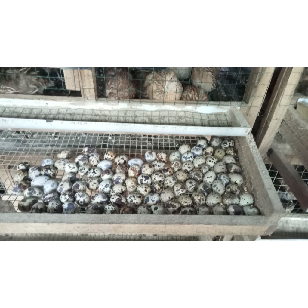 telur fertil