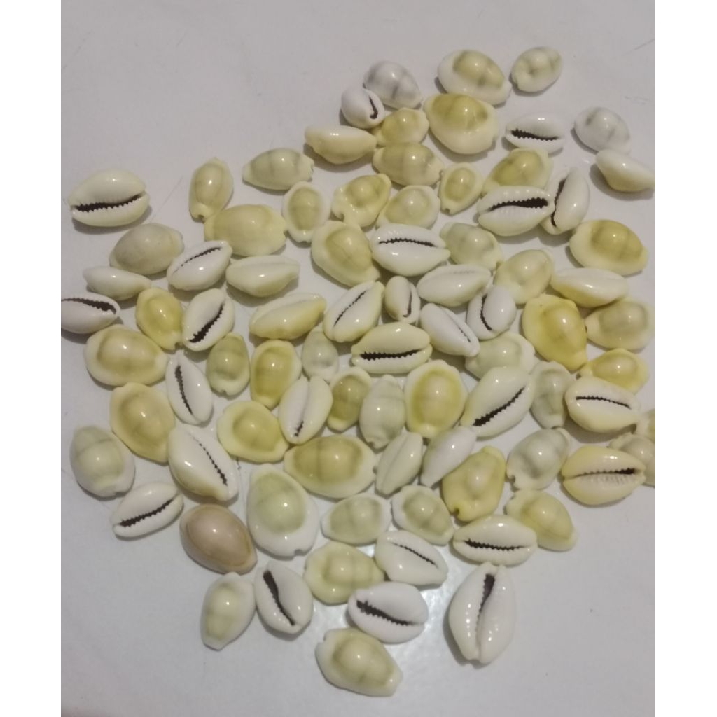 Biji congklak kerang Asli kuwuk abu