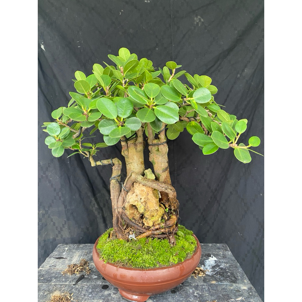 Bonsai beringin dolar korea otr