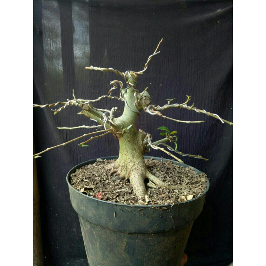 bahan bonsai amplas taiwan real pict