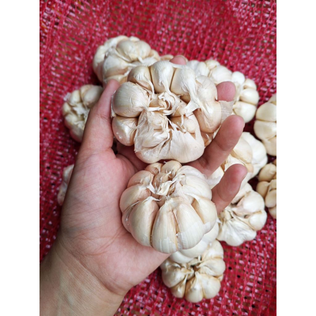 Bawang Putih Sinco Apel 1 kg /Bawang Putih Sinco Apel Bersih/Bawang Putih Sinco Apel Super Berkualit