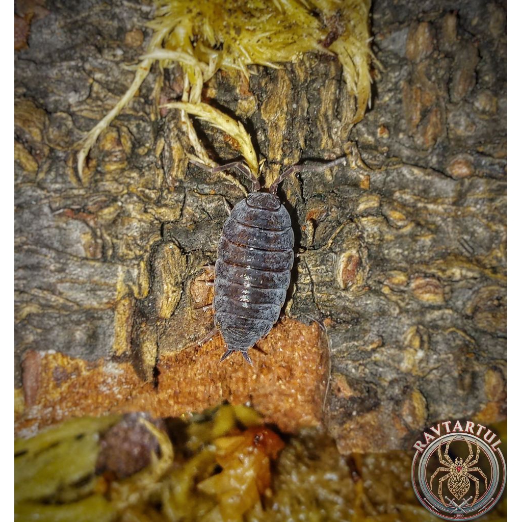 isopod " powder blue " pembersih terrarium/valudarium