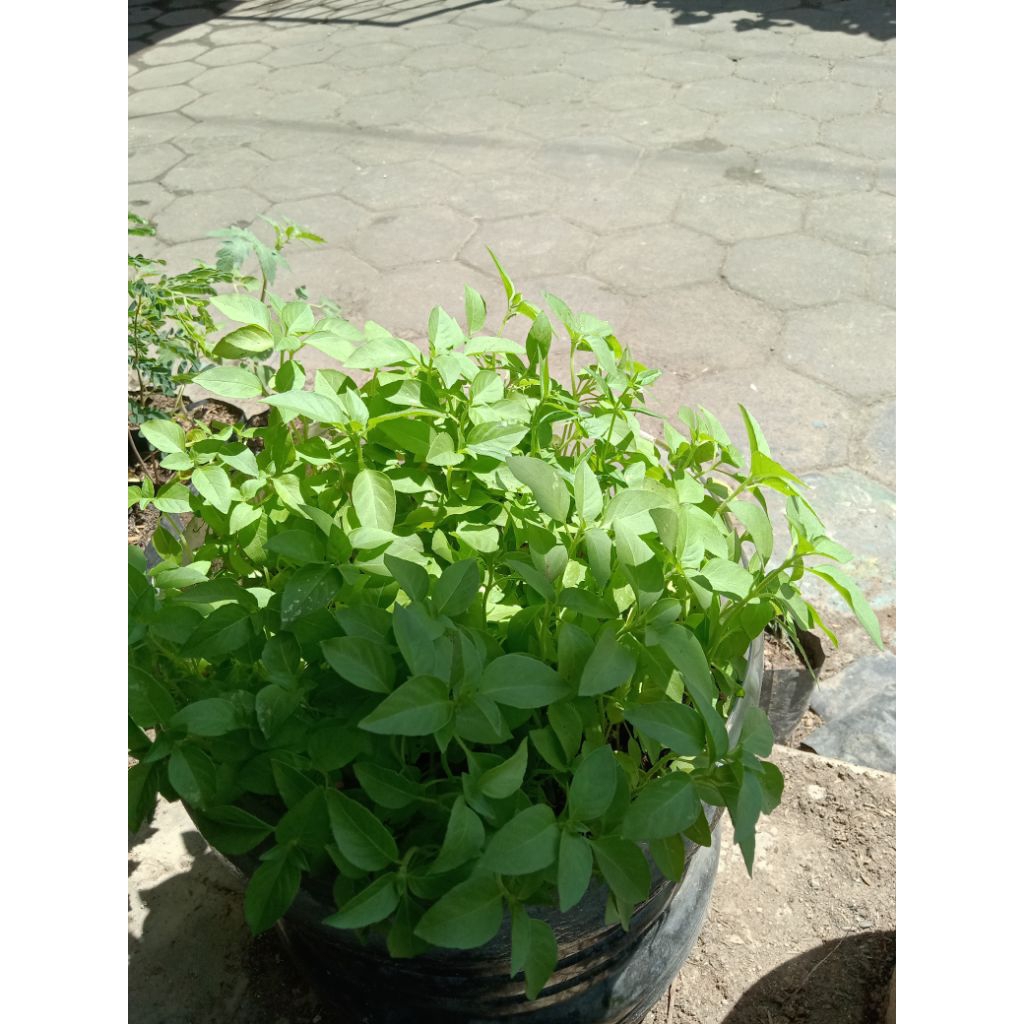 Bibit tanaman kemangi lalap/kemangi sayur usia remaja siap tanam