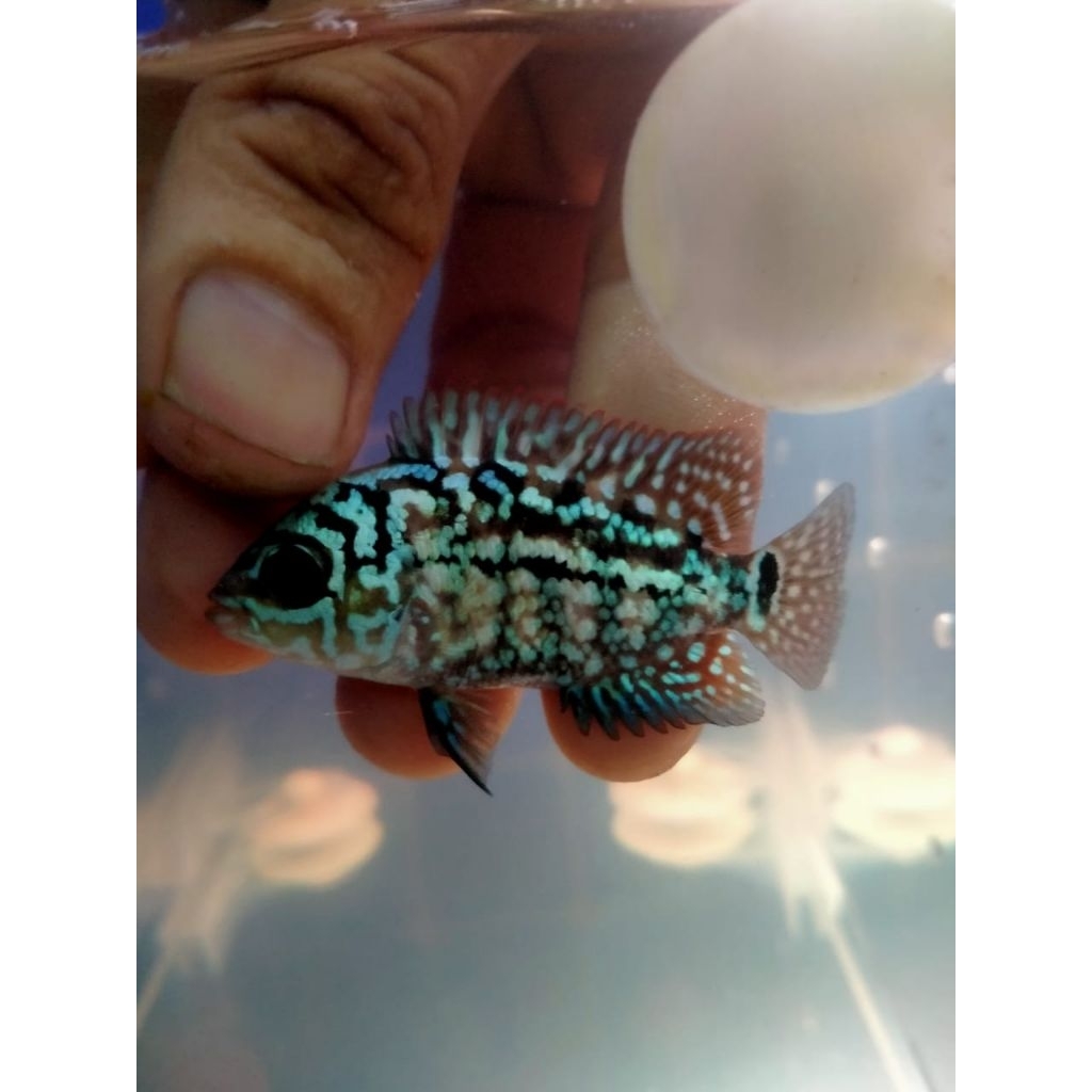 Lohan Kamfa f2100%thailand