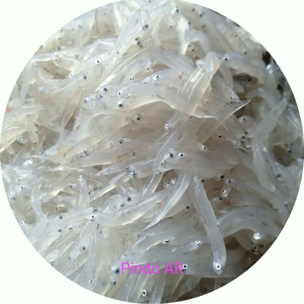 IKAN TERI MEDAN BASAH SEGAR / TERI BASAH FRESH