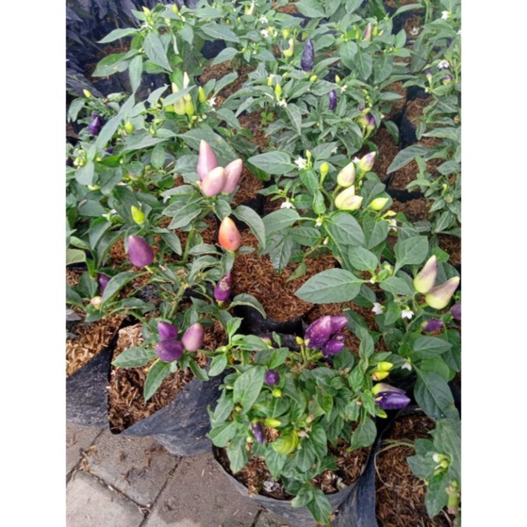 bibit tanaman hias cabe pelangi sudah berbuah