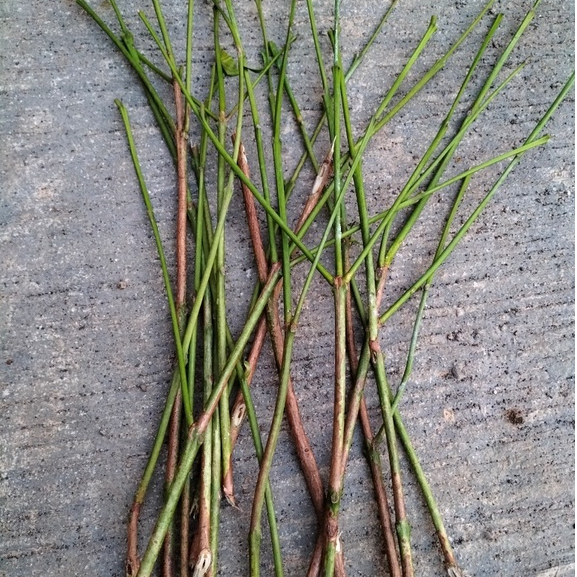 Entres / Cutting Jambu Air Kesuma Merah