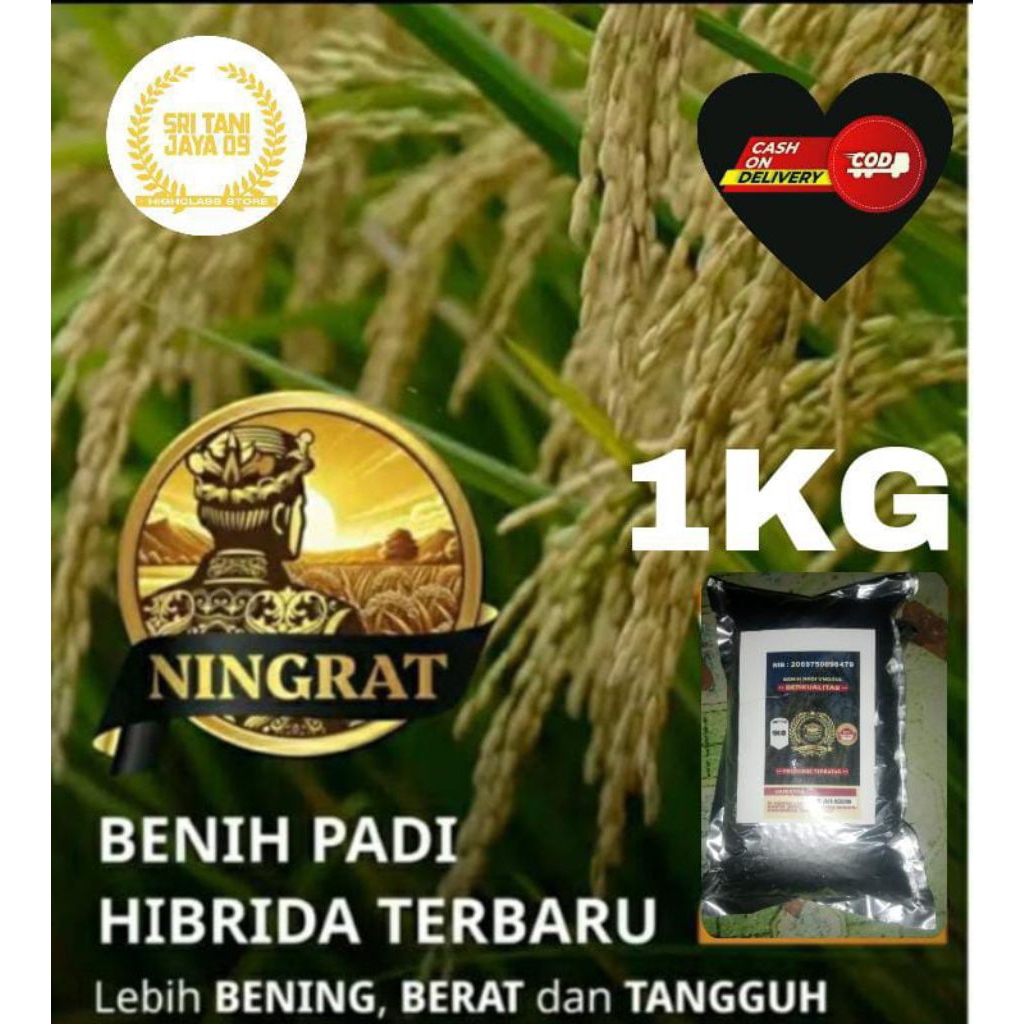 (1KG) BIBIT BENIH PADI HIBRIDA NINGRAT UNGGUL BERKWALITAS.