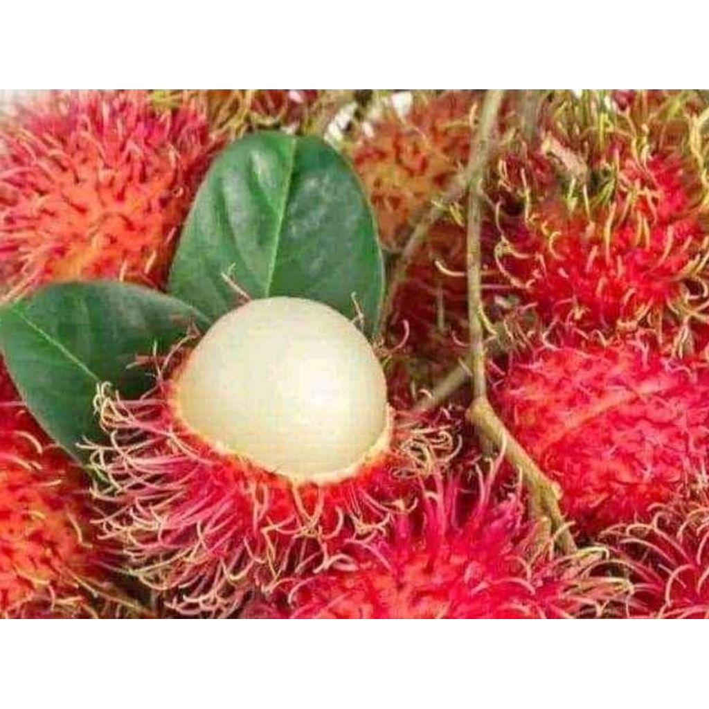 rambutan binjai berat 1kg