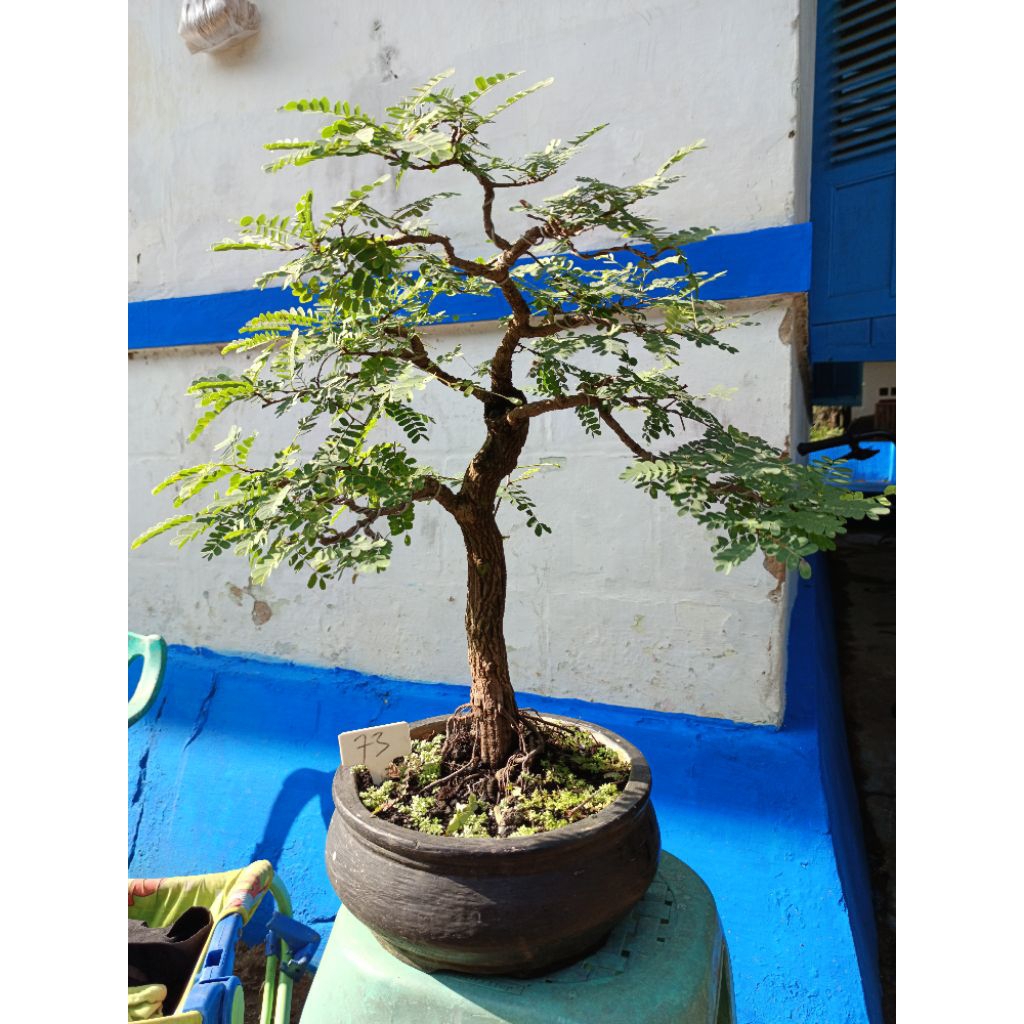 bonsai asam jawa