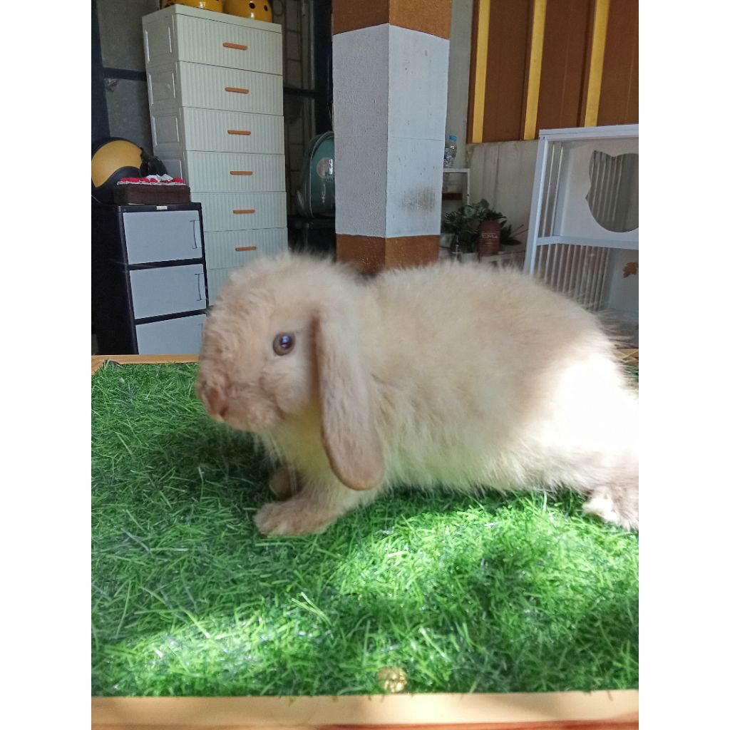 Kelinci Holland Lop Sable Jantan