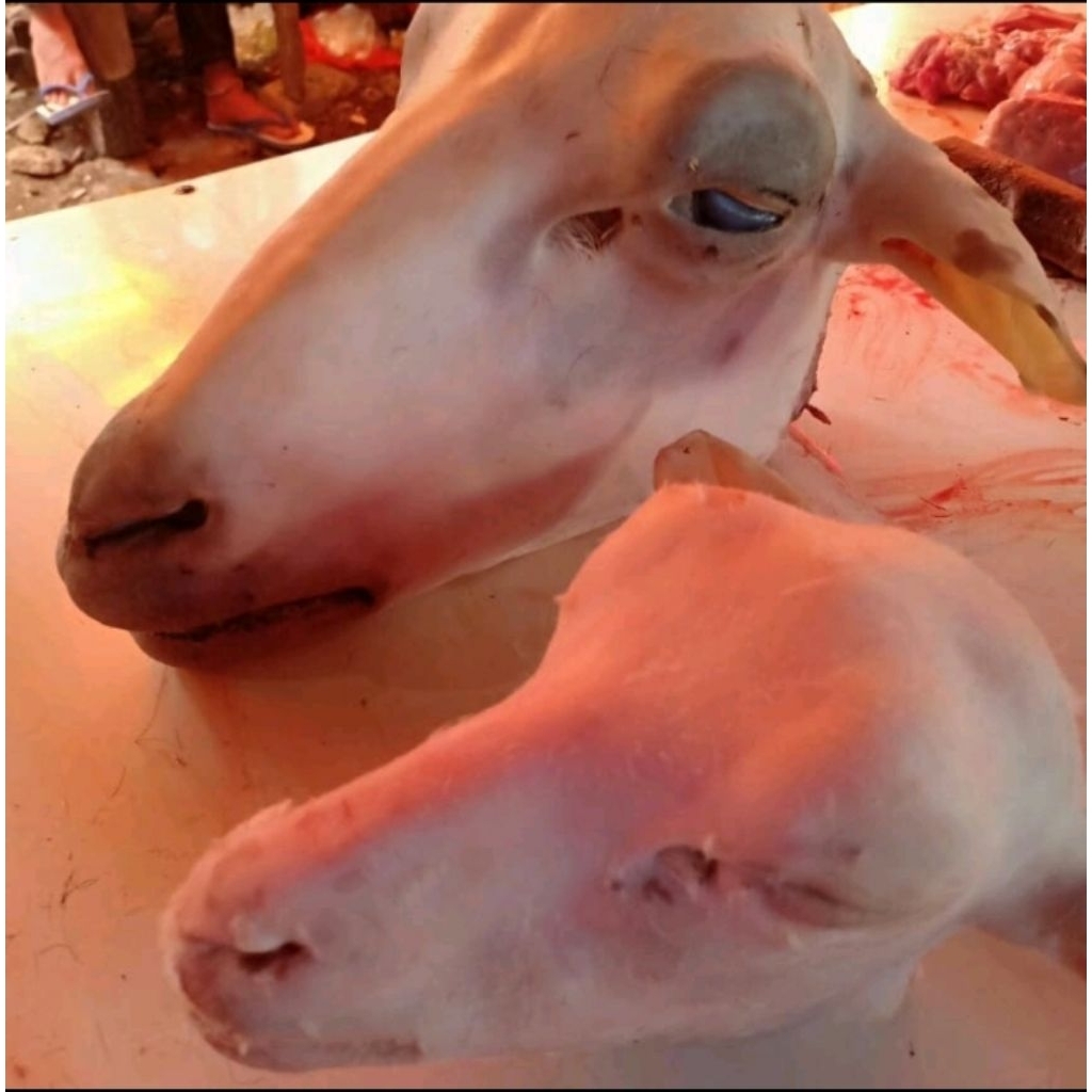kepala kambing dan kaki kambing bersih dari bulu siap masak