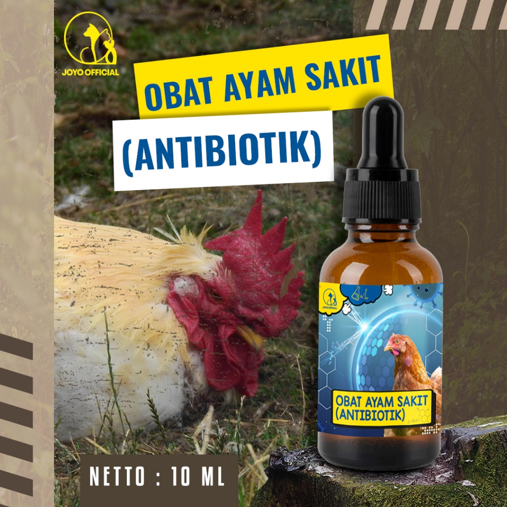 OBAT AYAM SAKIT | METABOLISME | SERUM ANTIBIOTIK | AYAM LESU | AYAM KURANG AKTIF | AYAM LEMAS | OBAT