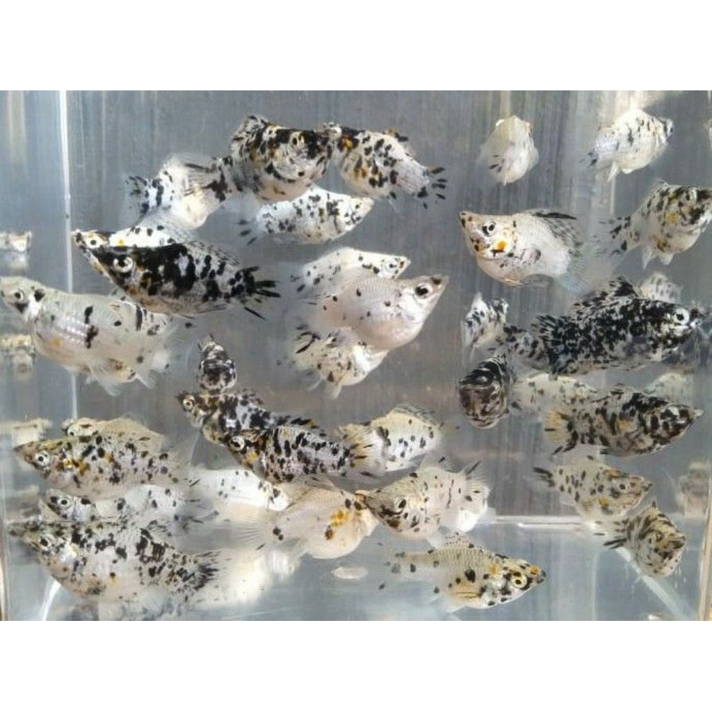 MOLLY BALON MARBLE TERMURAH