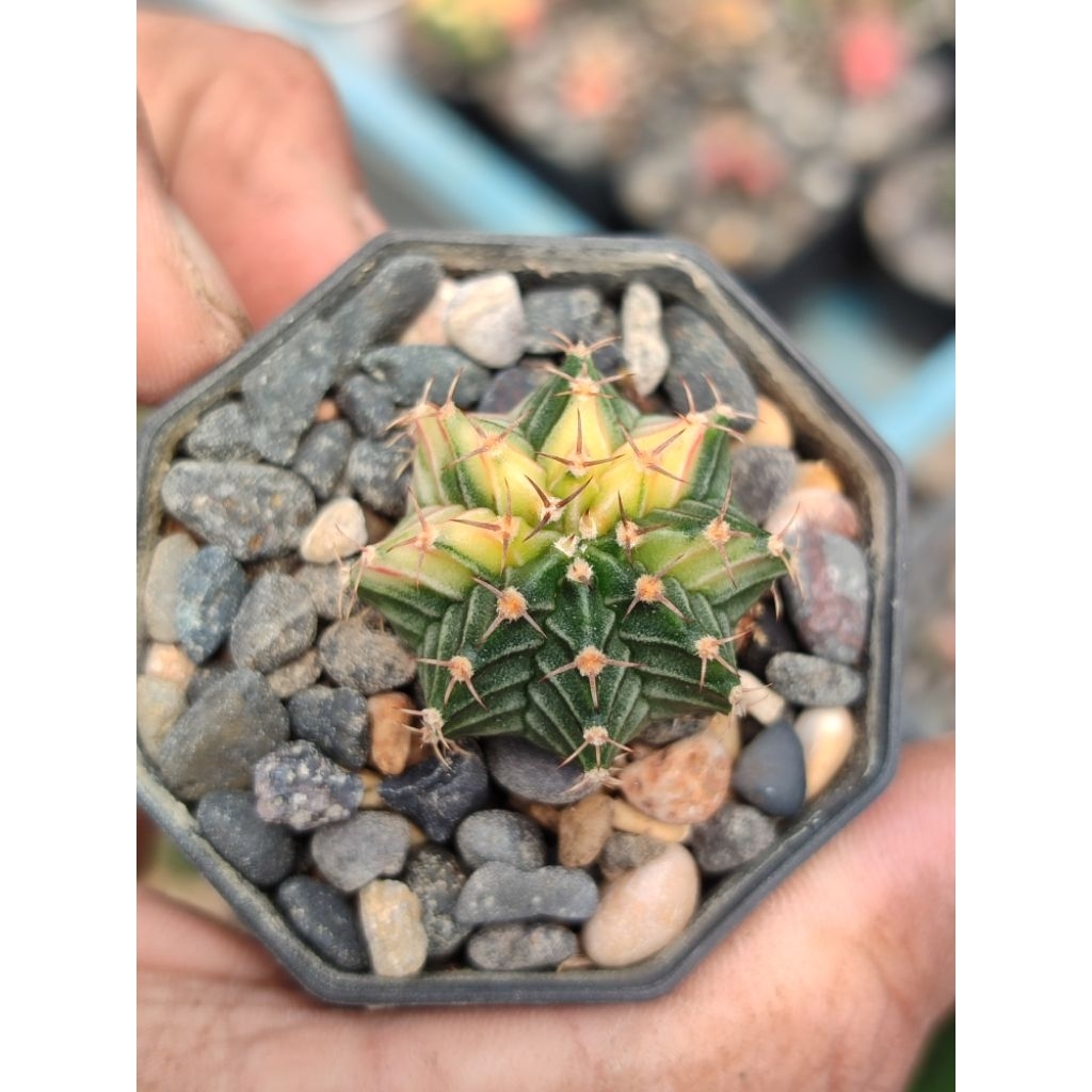 Lb hybrid varigata seedling