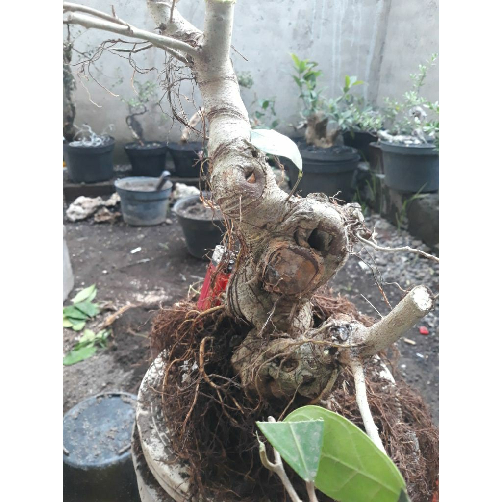 Tanaman Bonsai amplas putih Bahan