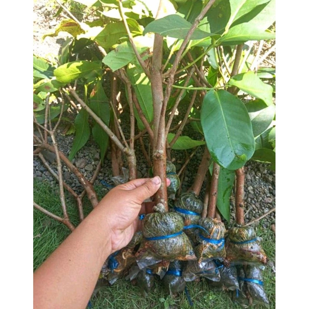 bibit cangkok jambu citra