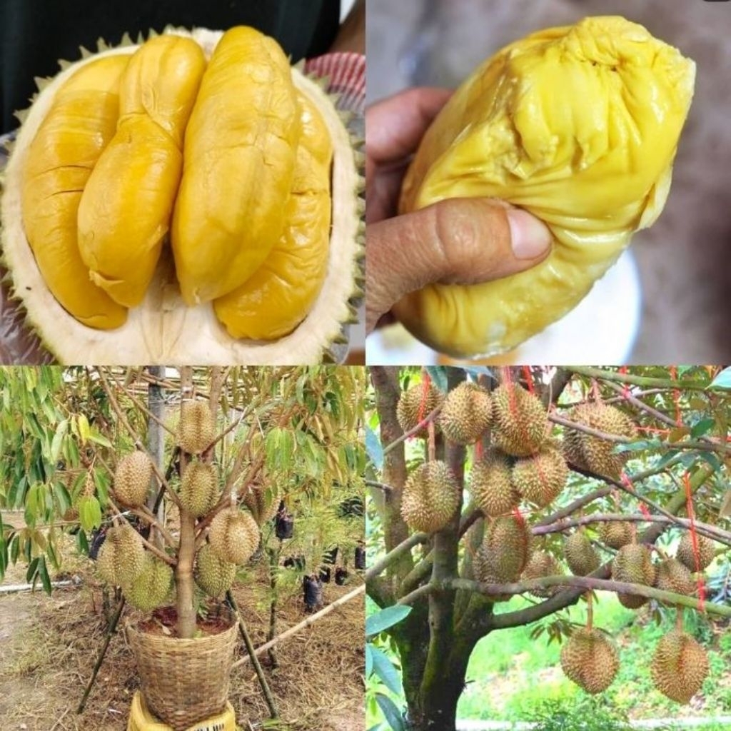 1 Butir - Biji  Benih Durian Montong Original