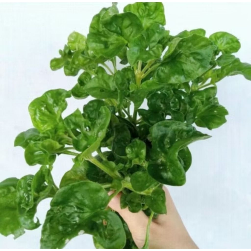 bayam brazil organik 100 gram