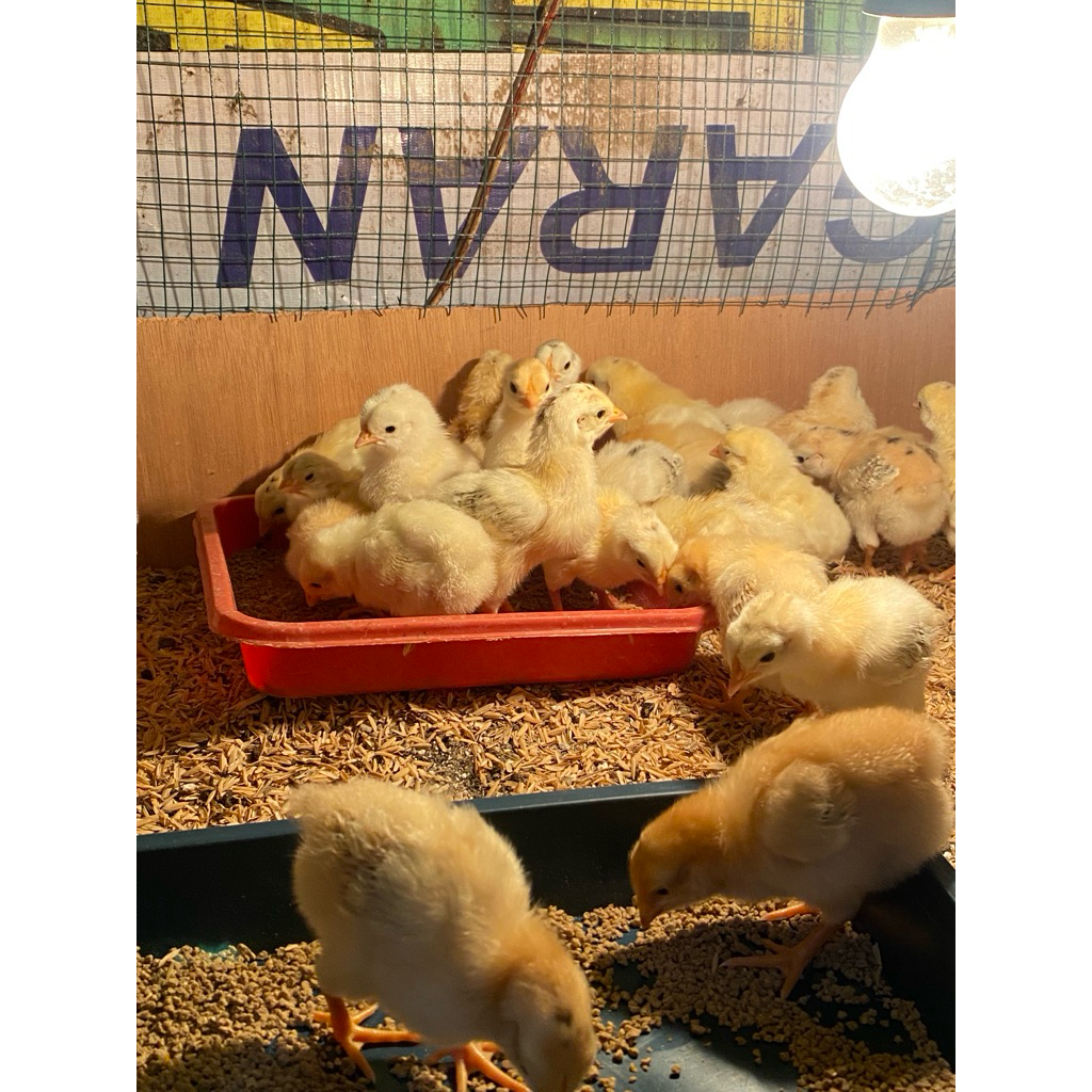 (Garansi) DOC ayam elba sudah vaksin