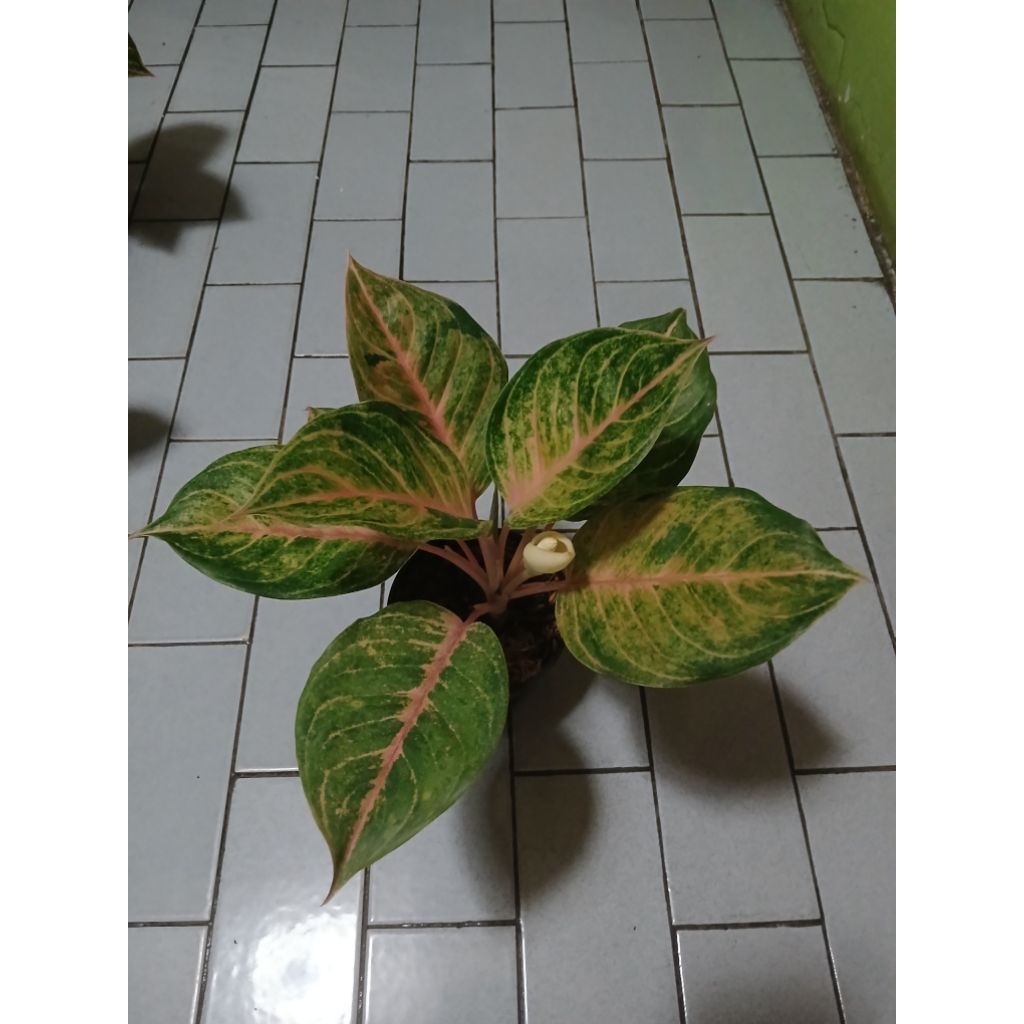 Aglaonema susan dewasa