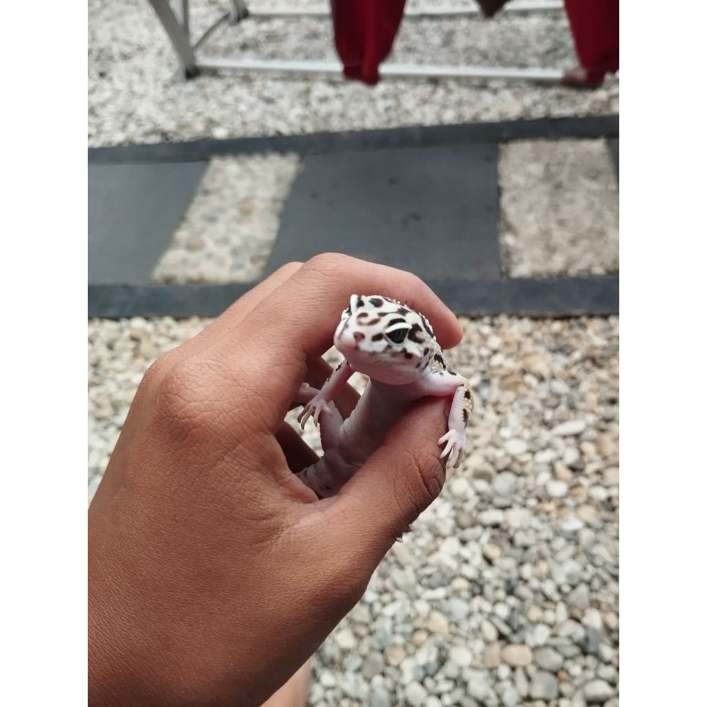 Promo Besar Leopard Gecko Dewasa Morph Bandit Koleksi Eksotik – Pola Premium