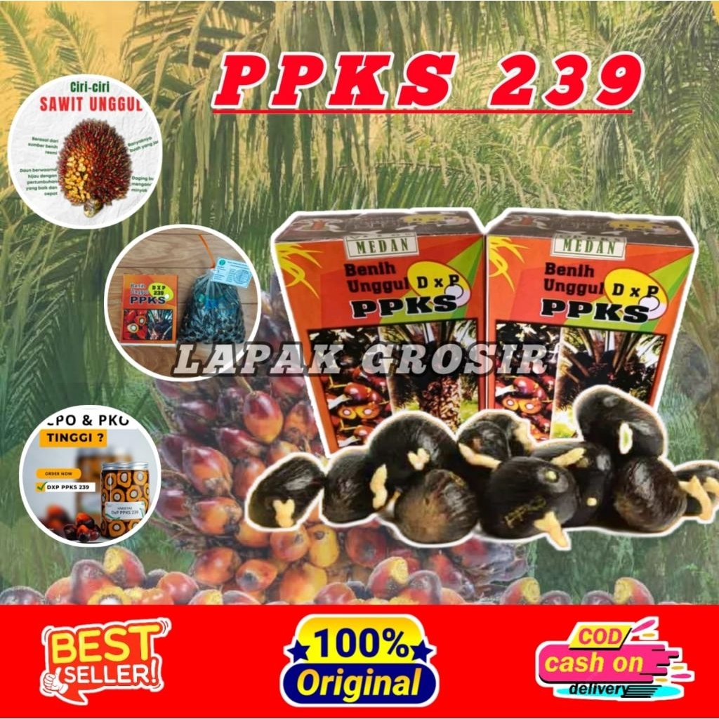 KECAMBAH DXP PPKS 239 ORIGINAL TERBAIK BERSERTIFIKAT