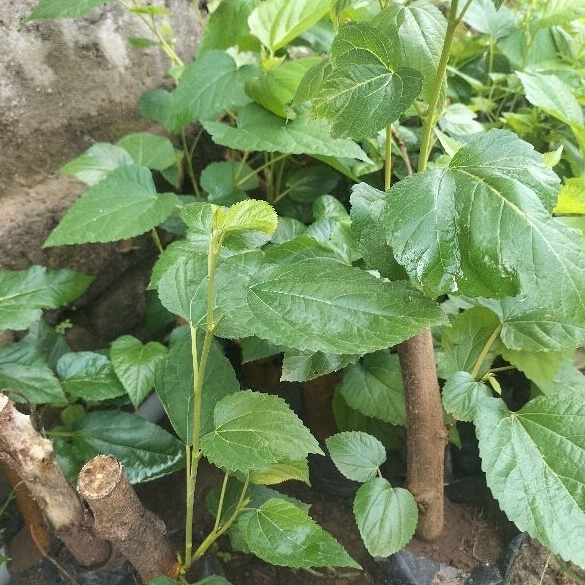 bibit long murbei super manis - bibit tanaman buah long murbai