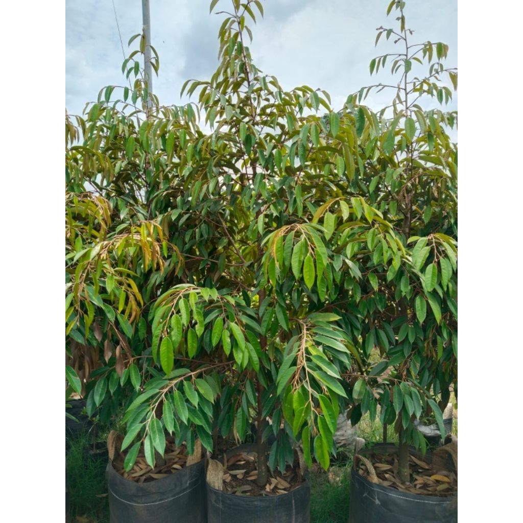 bibit durian Bawor super besar