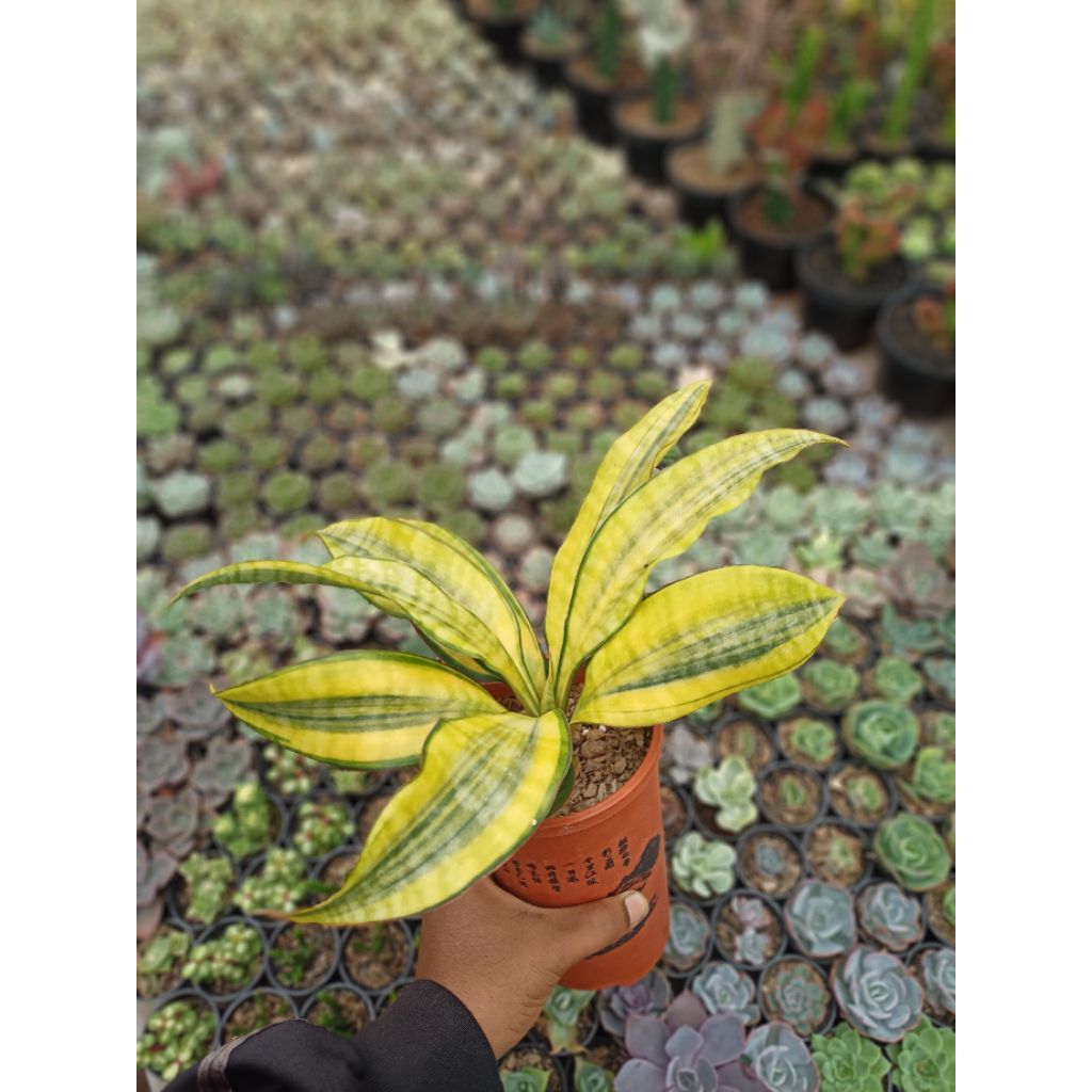 Sansevieria Sudwala Caves  Varigata