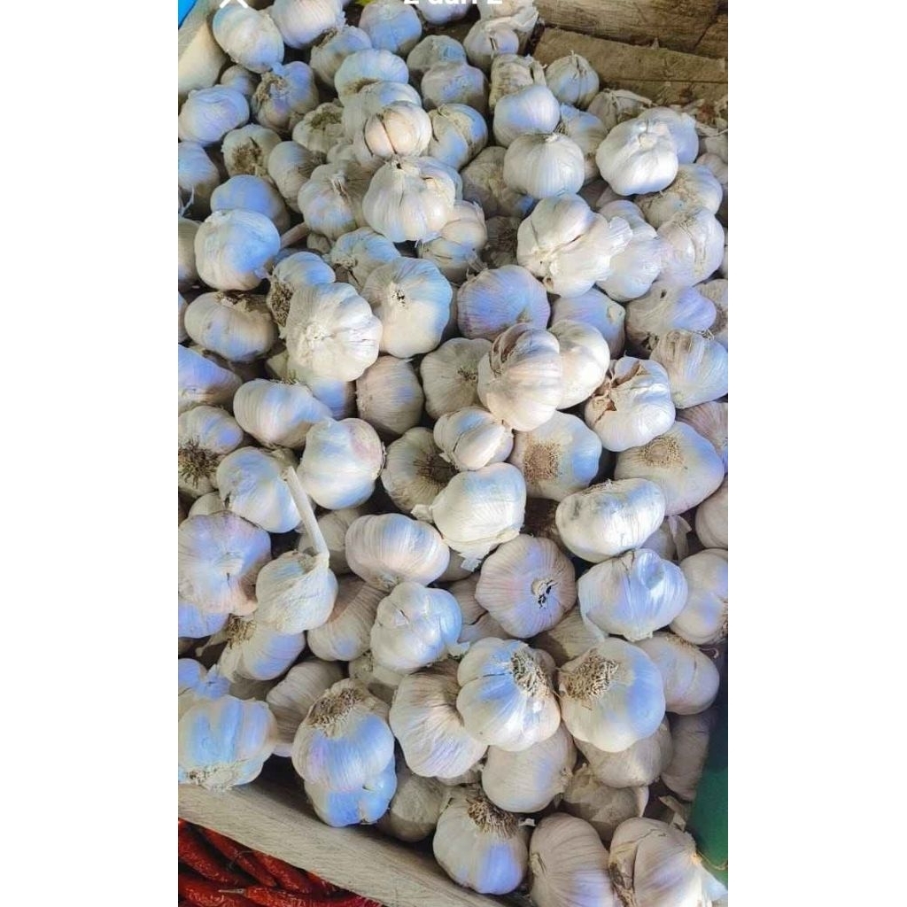Bawang Putih 1 kg